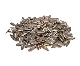 Simple Sunflower Seeds With Shell (Suraj Mukhi )