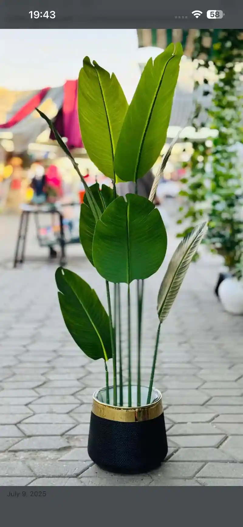 Banana plant 8 leaf with beautiful black pot